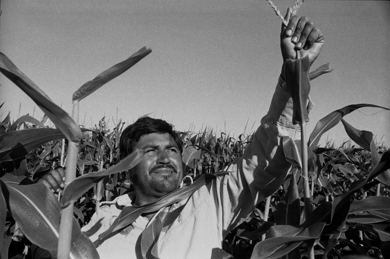 Immigrants and undocumented workers have often contributed to the U.S. economy as farm workers. 