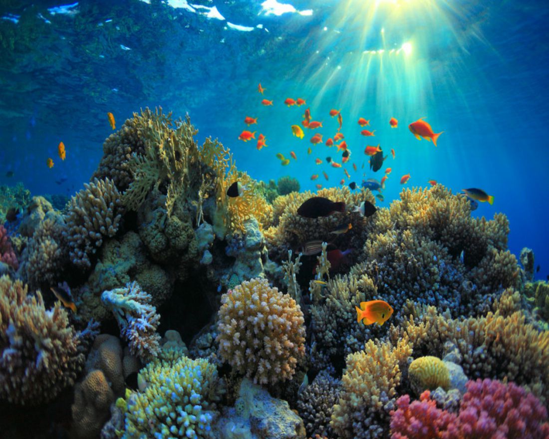 2nd biggest coral reef in the world